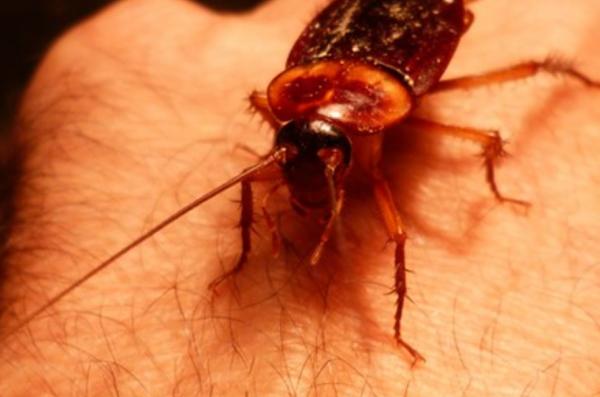 ¿Las cucarachas pican? - ¿Las cucarachas son peligrosas?