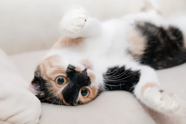 Significado de las posturas del gato - Paso 1