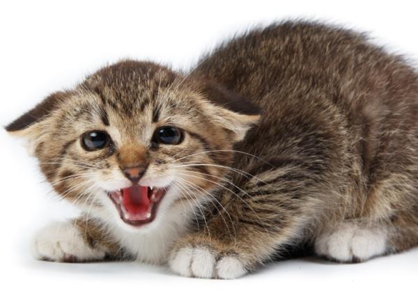 Cómo tratar a un gato estresado