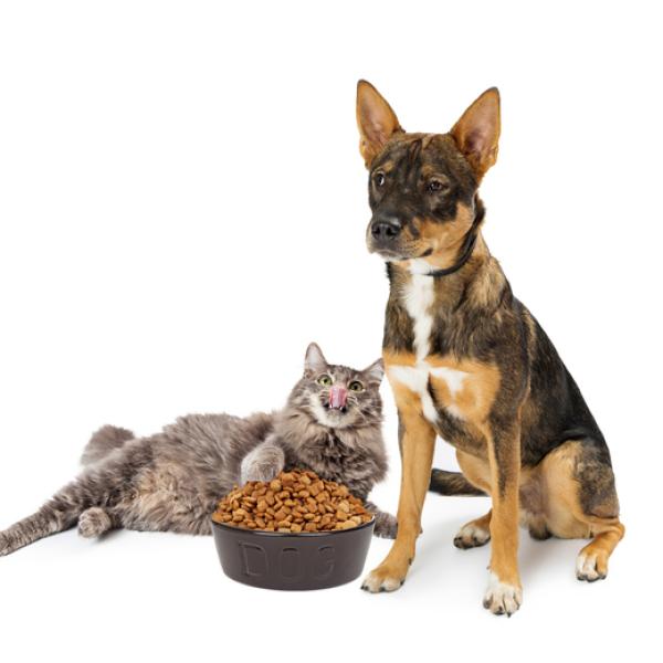 por qué la comida para gatos es más cara que la comida para perros