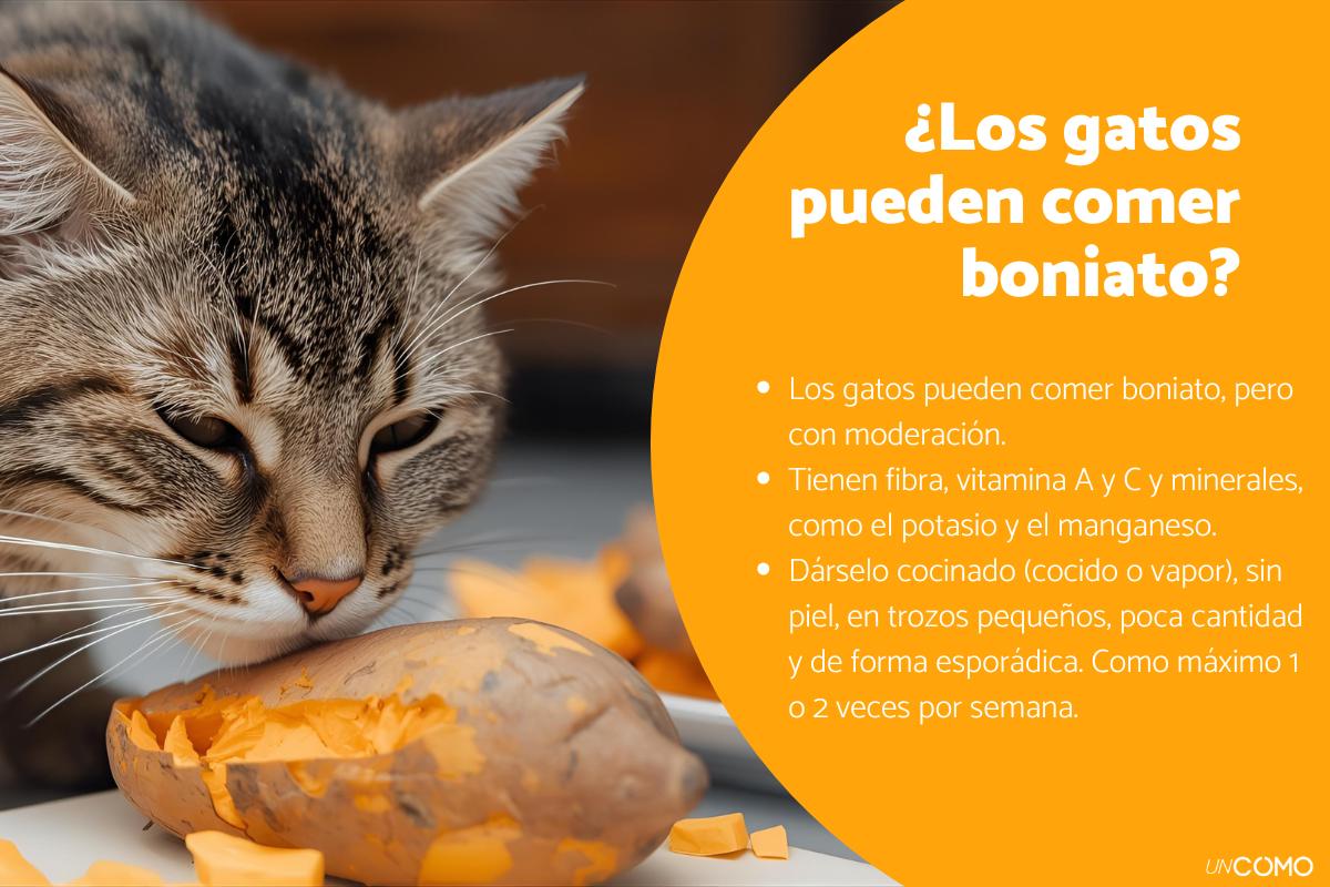 ¿Los gatos pueden comer boniato? Conoce cómo darle esta rica comida de otoño