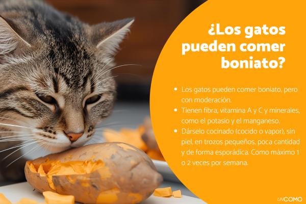 ¿Los gatos pueden comer boniato? Conoce cómo darle esta rica comida de otoño