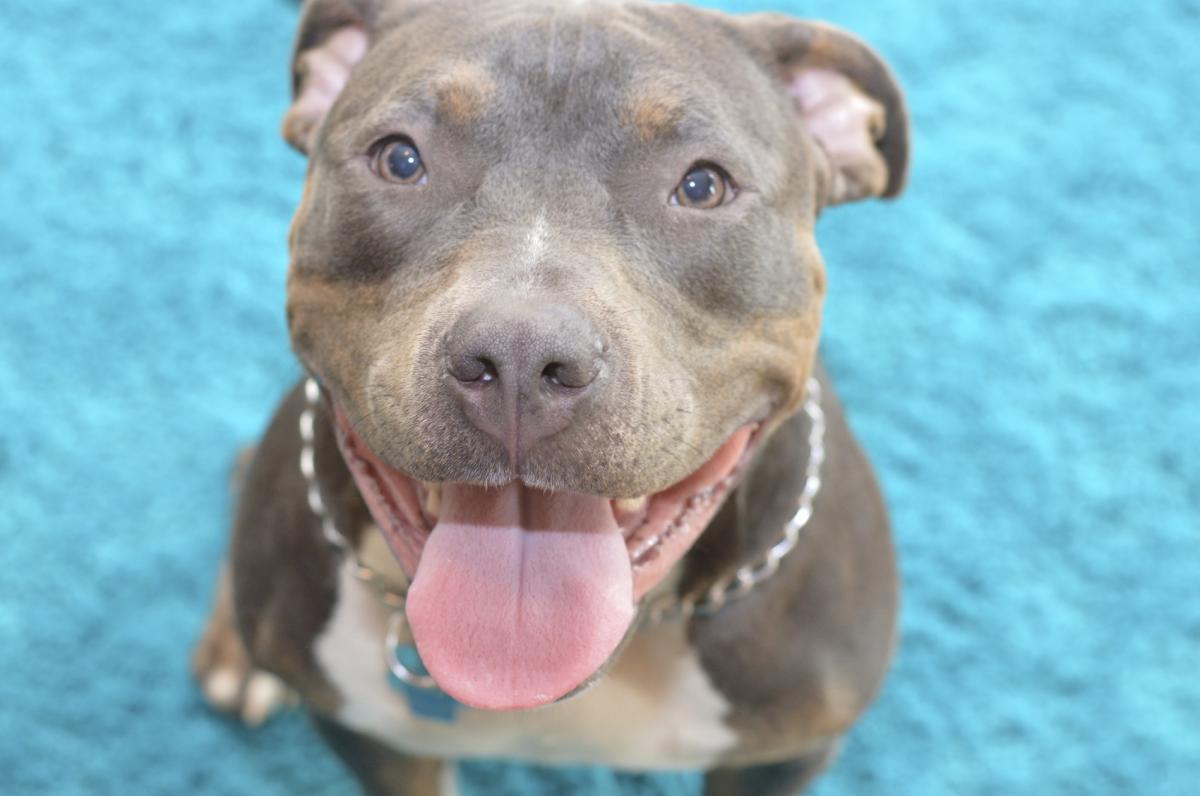 Por qué mi perro babea mucho