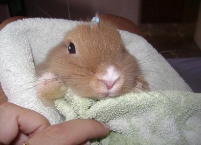 Cómo bañar a mi conejo angora - Paso 6