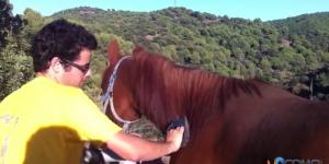 Cómo cepillar un caballo