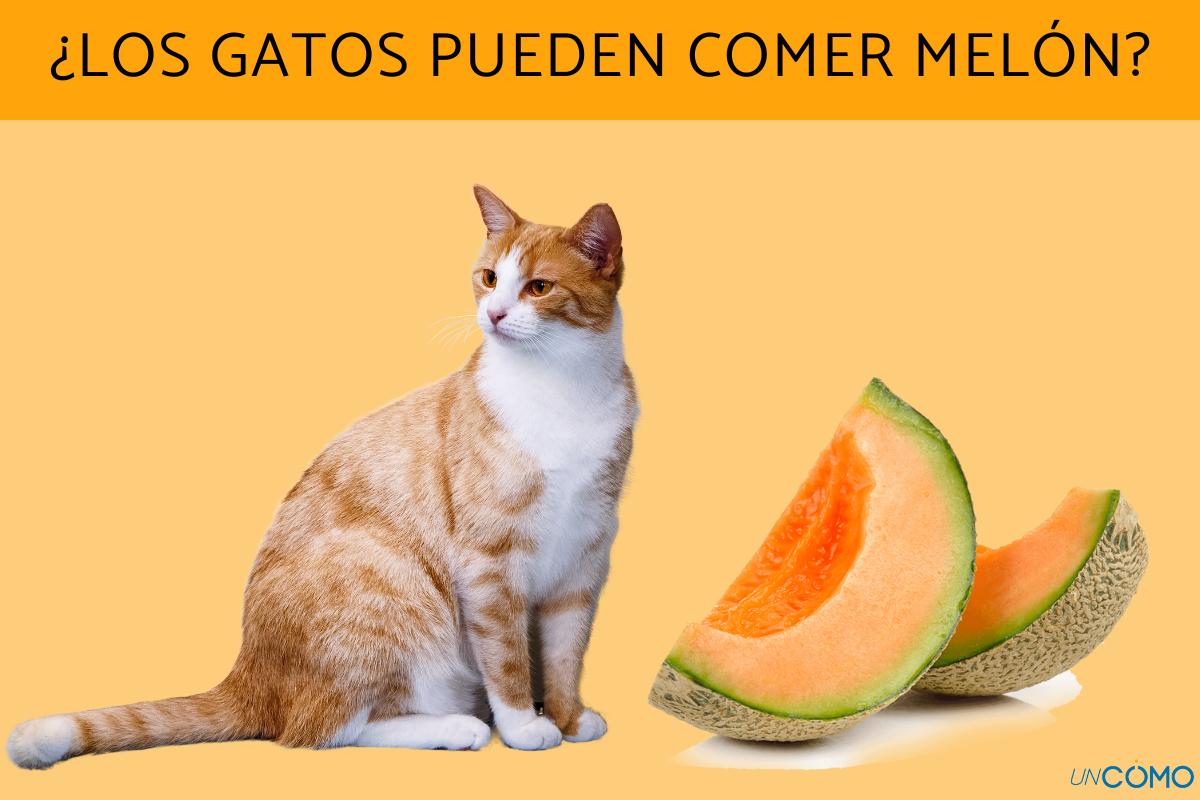 ¿Los gatos pueden comer melón?