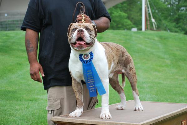 Razas de perros bulldog: conoce sus tipos y características - Alapaha Blue Blood Bulldog