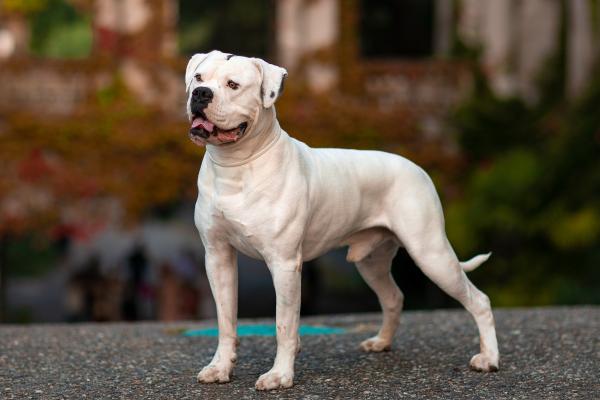Razas de perros bulldog: conoce sus tipos y características - Bulldog Americano