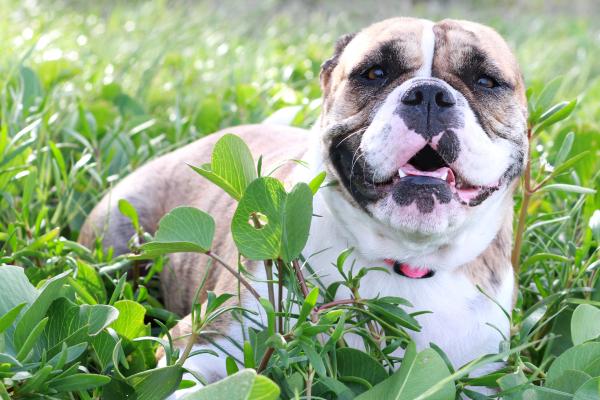 Razas de perros bulldog: conoce sus tipos y características - Bulldog Australiano