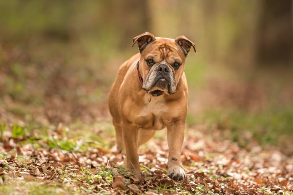 Razas de perros bulldog: conoce sus tipos y características - Bulldog Continental