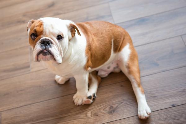 Razas de perros bulldog: conoce sus tipos y características - Bulldog Inglés