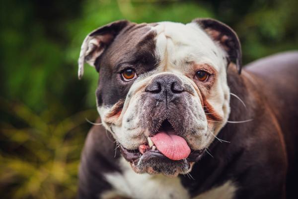 Razas de perros bulldog: conoce sus tipos y características - Old English Bulldog
