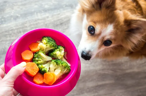 puedo alimentar a mi perro con brócoli y coliflor
