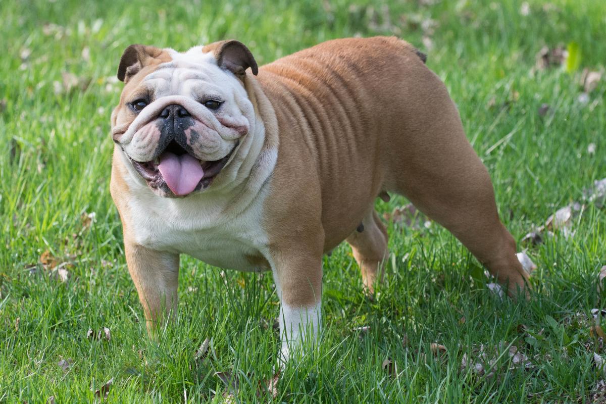 Razas de perros bulldog: conoce sus tipos y características