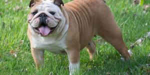 Razas de perros bulldog: conoce sus tipos y características