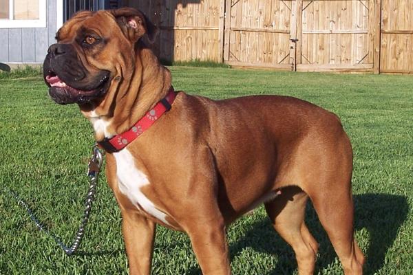 Razas de perros bulldog: conoce sus tipos y características - Valley Bulldog