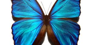 Cómo nacen las mariposas