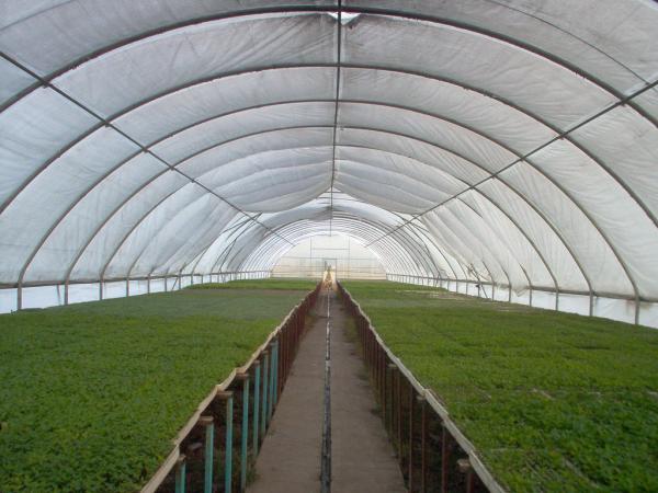 Ventajas y desventajas de los invernaderos - Desventajas de los invernaderos