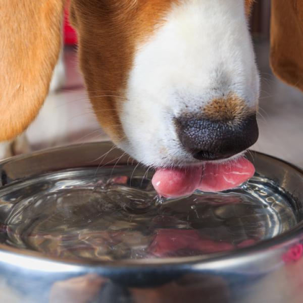 por qué mi perro orina y bebe tanto