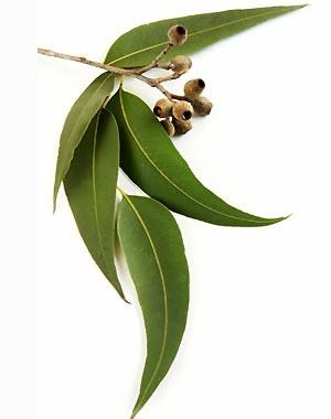 Remedios caseros para la laringitis - Paso 3