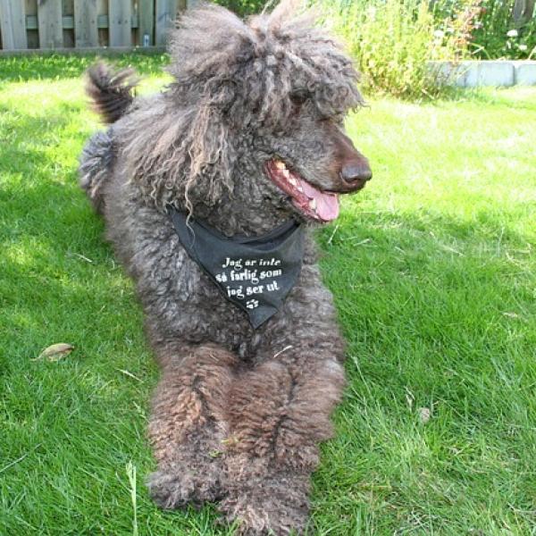 con qué frecuencia debes cortar el pelo de tu caniche
