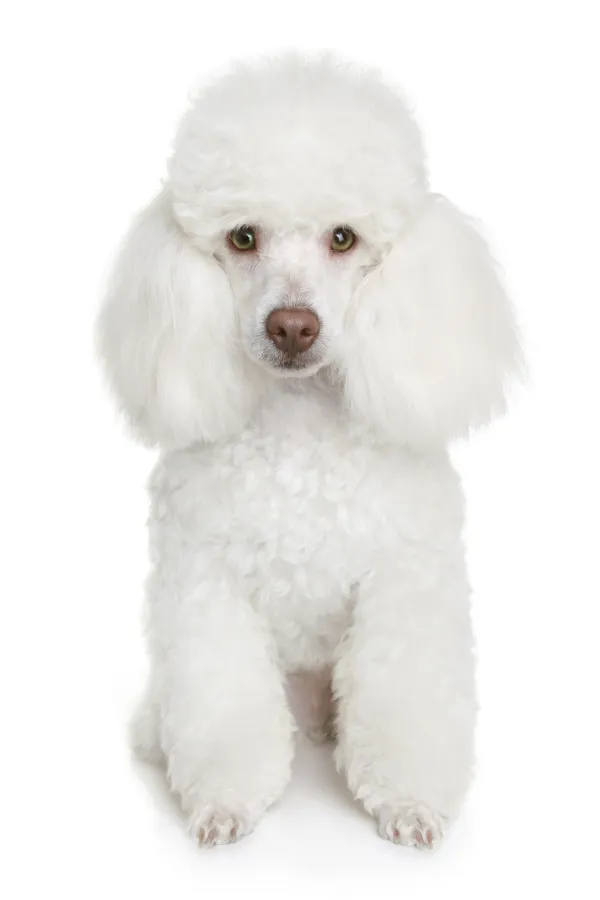 con qué frecuencia debes cortar el pelo de tu caniche