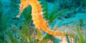 Cómo cuidar a un caballito de mar