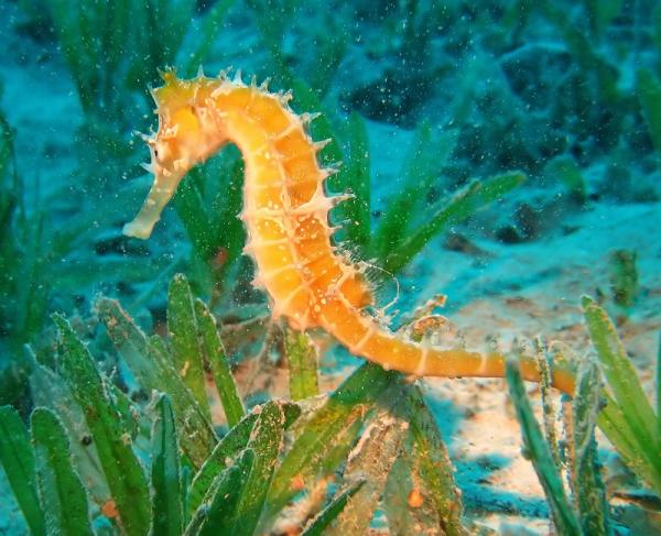 Cómo cuidar a un caballito de mar