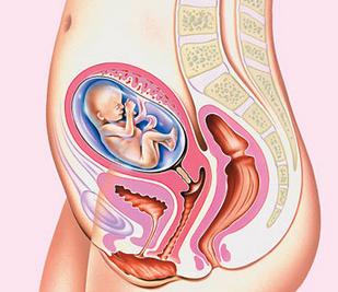 Síntomas en la semana 17 del embarazo - Semana 17 para el bebé
