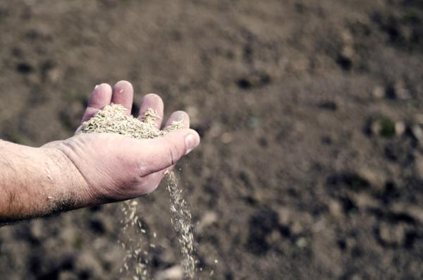 Cómo sembrar mango - Cómo sembrar mango - paso a paso