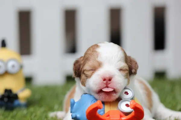 Cuales son los mejores juguetes para perros 6 pasos