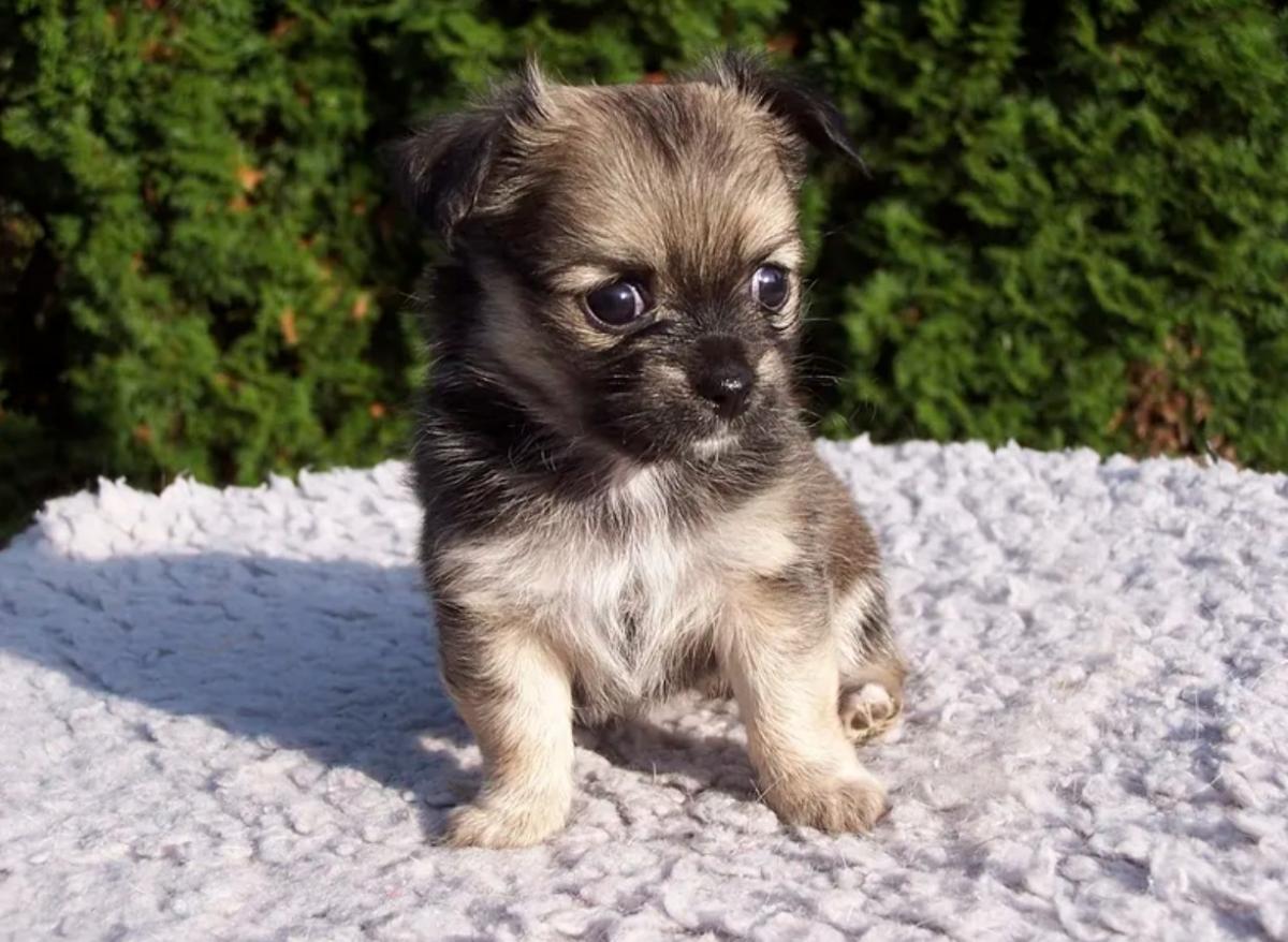 Razas de perros pequeños que no crecen