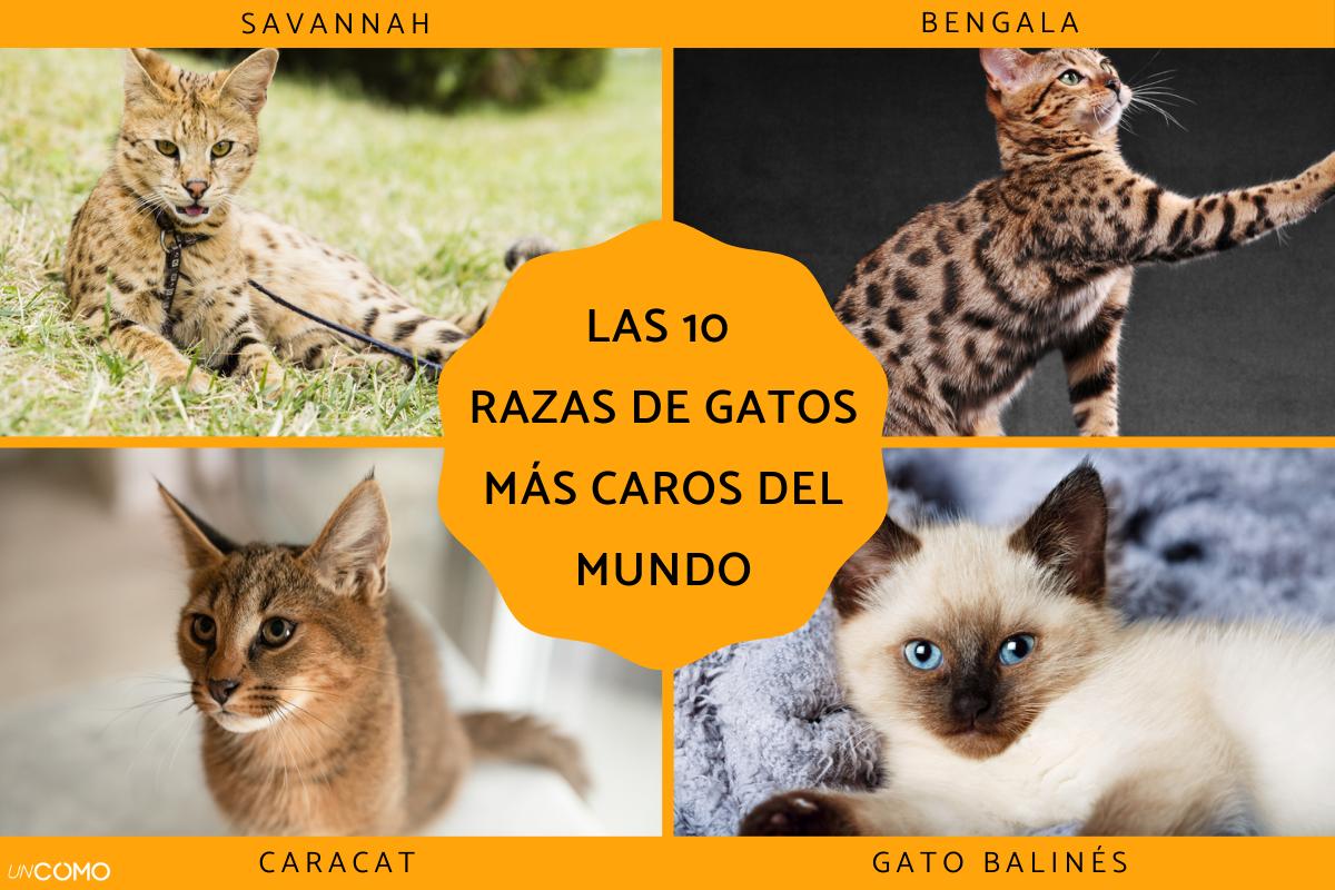 Las razas de gatos más caros del mundo: descubre sus precios