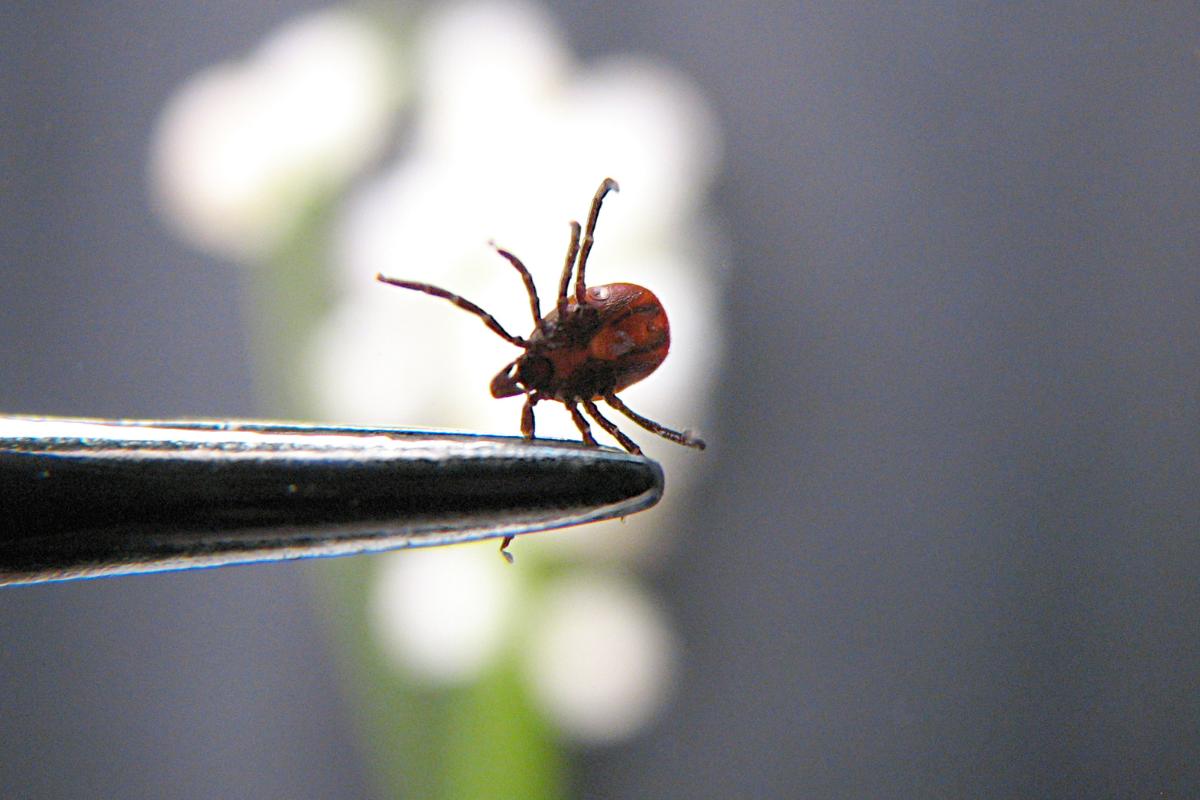 Cómo hacer veneno para garrapatas