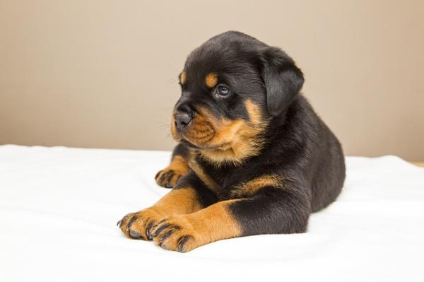 Cómo saber si mi rottweiler es puro - Cómo saber si un cachorro de rottweiler es puro