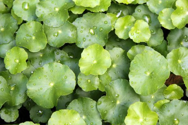 Cómo tomar centella asiática para adelgazar - Paso 1