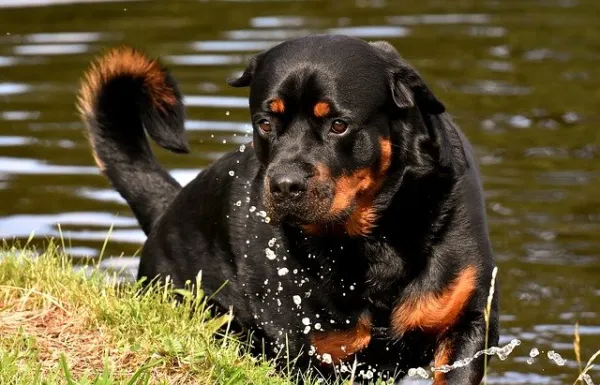 son rottweilers rojos de pura raza