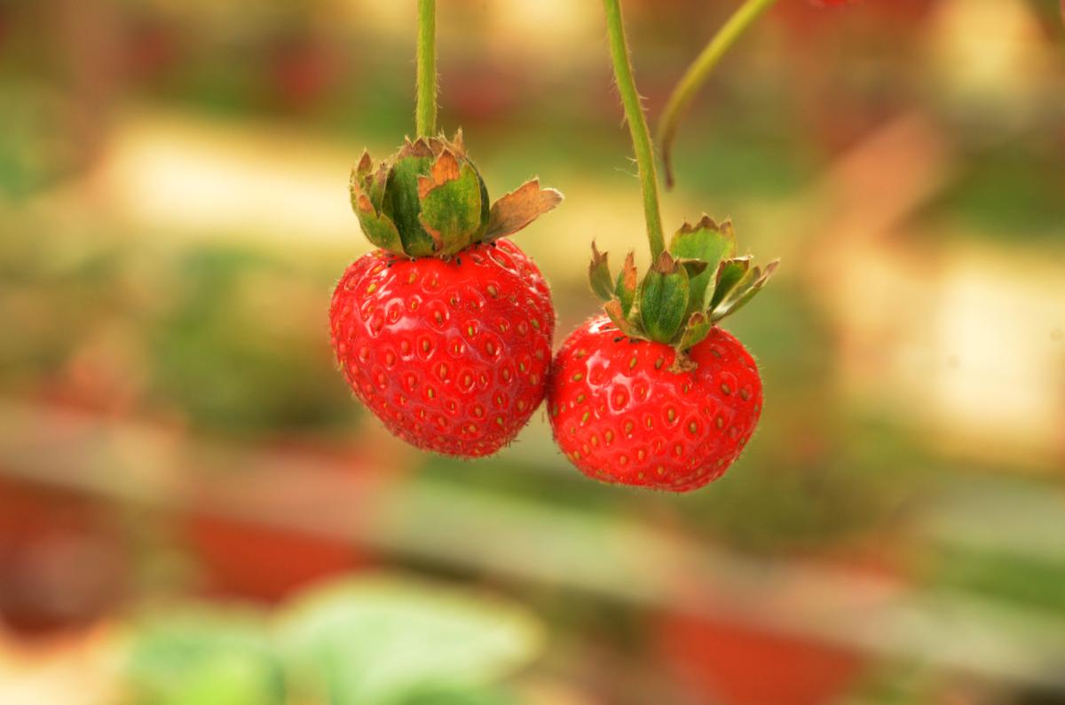 Alimentos ricos en fibra
