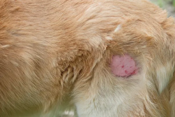 cuanto tarda en hincharse una garrapata en un perro