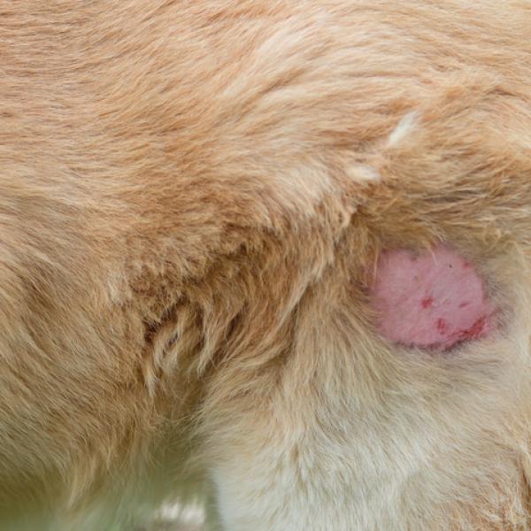 se puede curar la pica en los perros