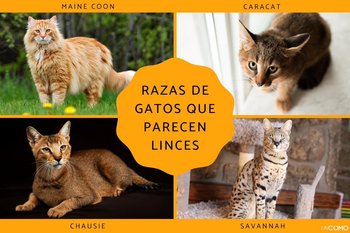 Razas de gatos que parecen linces: descubre estos felinos