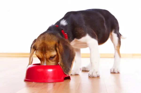 están bien las lentejas para los perros