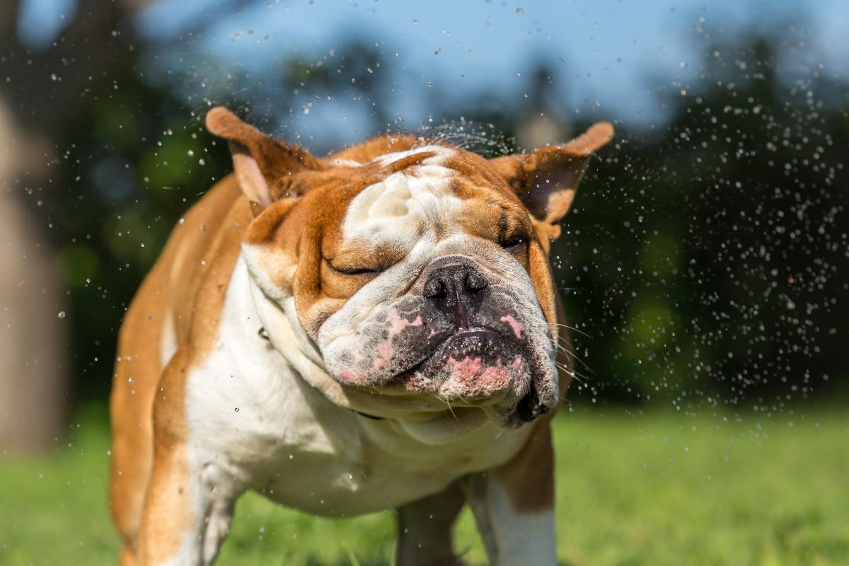 Cómo refrescar a un perro