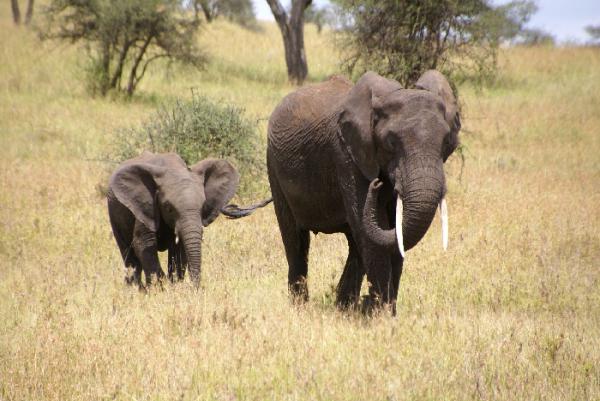 Cómo se reproducen los animales