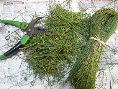 Cómo hacer insecticida con cola de caballo