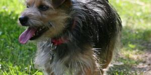 Cómo evitar que mi perro se pierda