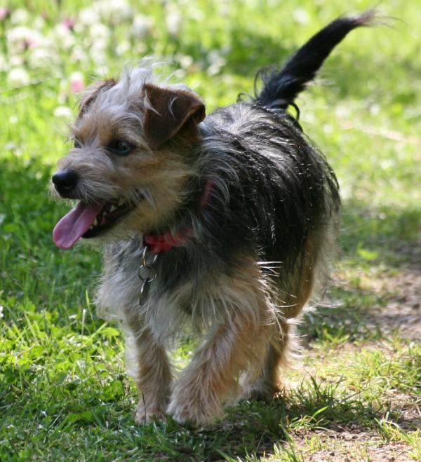 Cómo evitar que mi perro se pierda