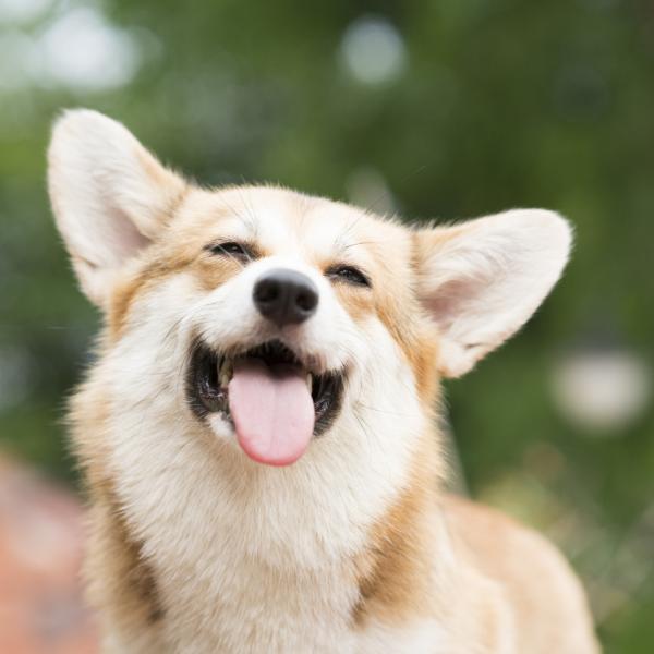 los perros tienen bigotes sobre los ojos