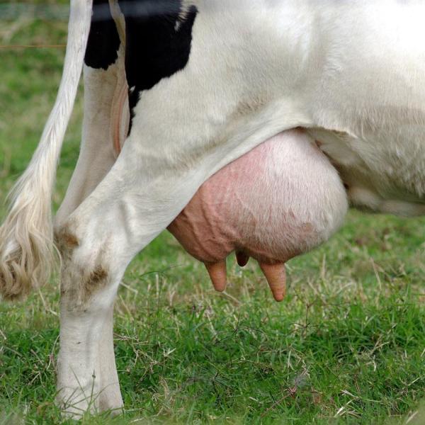 Cómo mejorar la producción de una vaca lechera