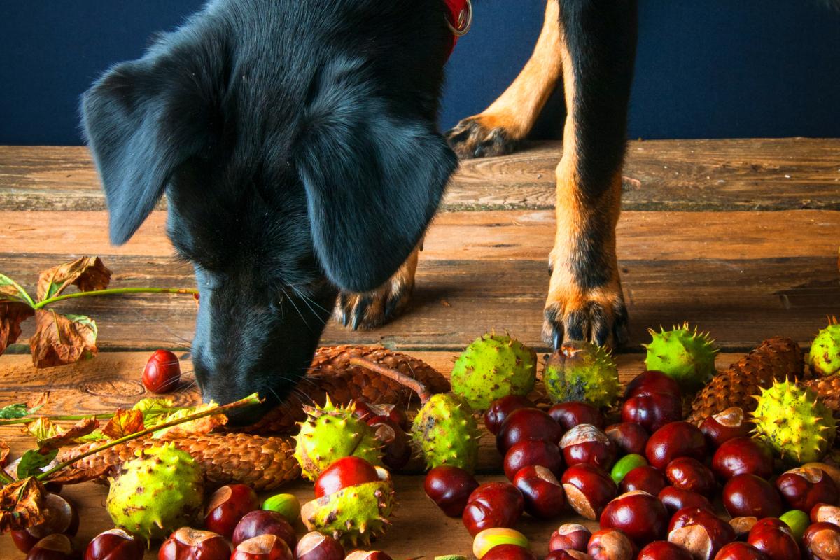 ¿Los perros pueden comer castañas?
